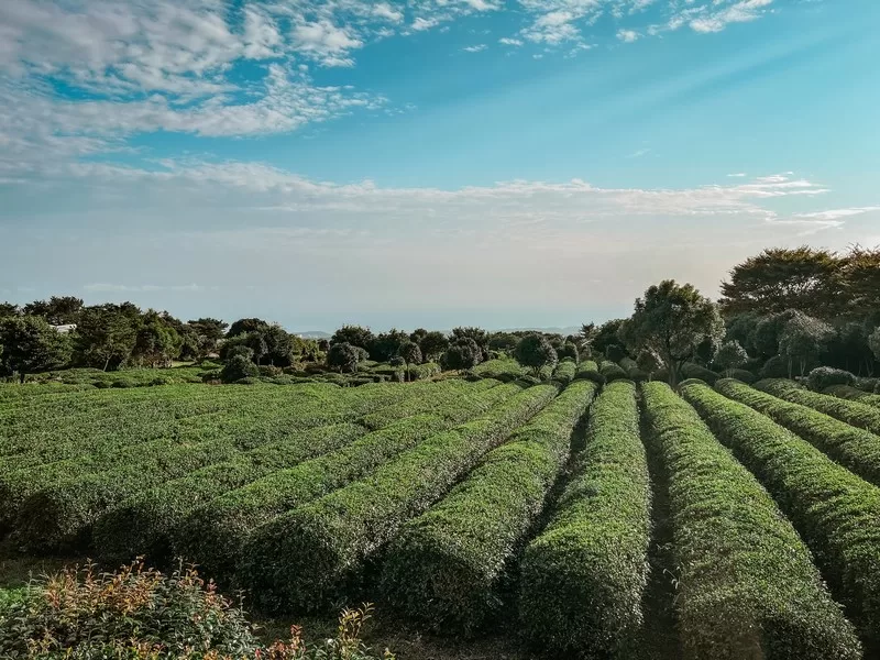 Jeju Dawon (제주다원) and the Green Tea Maze Park (녹차미로공원), Seogwipo-si, Jeju-do, Korea
