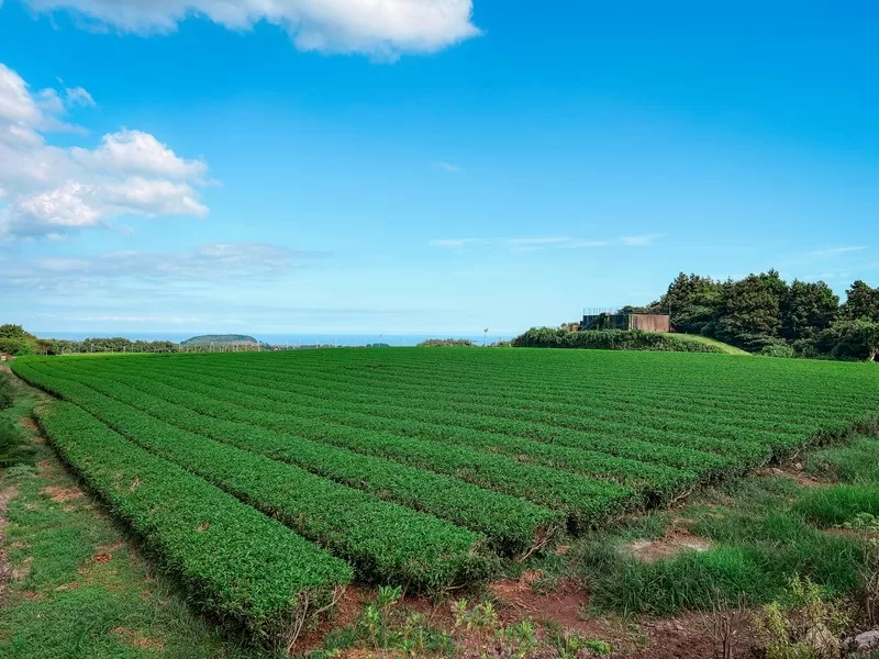 OSULLOC green tea; Korean green tea; Namwon Green tea fields
