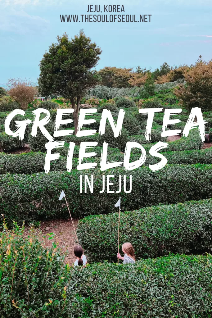 Jeju Green Tea Fields: A Local's Complete Guide To OSULLOC and Beyond: A Seogwipo-based local's guide to every green tea field on Jeju Island, from OSULLOC to hidden mazes, caves, and a hotel that focuses on tea and meditation.