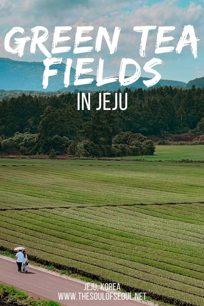 Jeju Green Tea Fields: A Local's Complete Guide To OSULLOC and Beyond: A Seogwipo-based local's guide to every green tea field on Jeju Island, from OSULLOC to hidden mazes, caves, and a hotel that focuses on tea and meditation.
