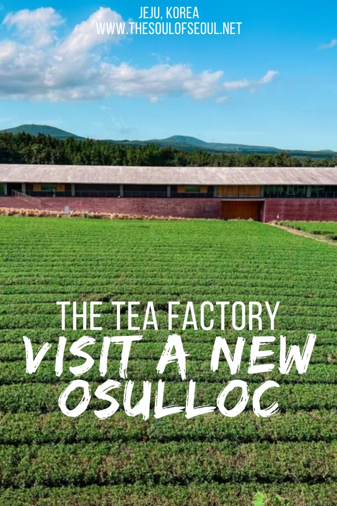 The OSULLOC Tea Factory In Jeju: A Quieter Green Tea Experience: Discover the new OSULLOC Tea Factory in Jeju, where peaceful Hannam Tea Fields, a modern café, the Tea Library, and scenic walks offer a quieter alternative to the famous Tea Museum.