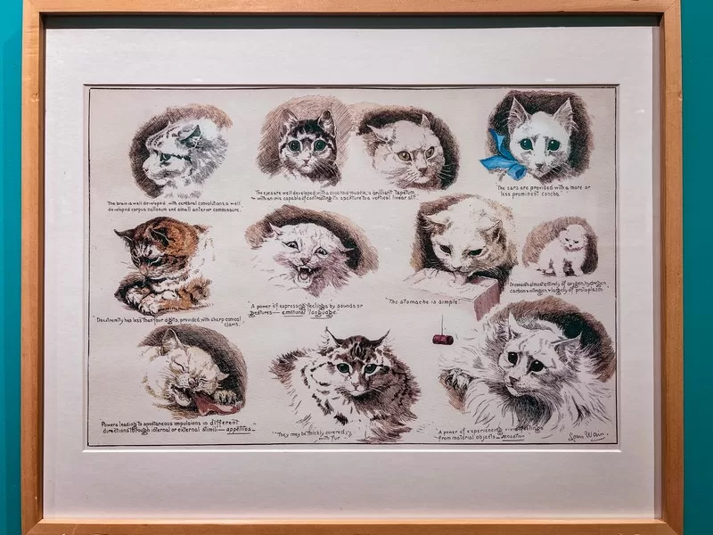 Dolcori Forest (돌코리숲), Andeok-myeon, Seogwipo-si, Jeju-do; cat-themed theme park