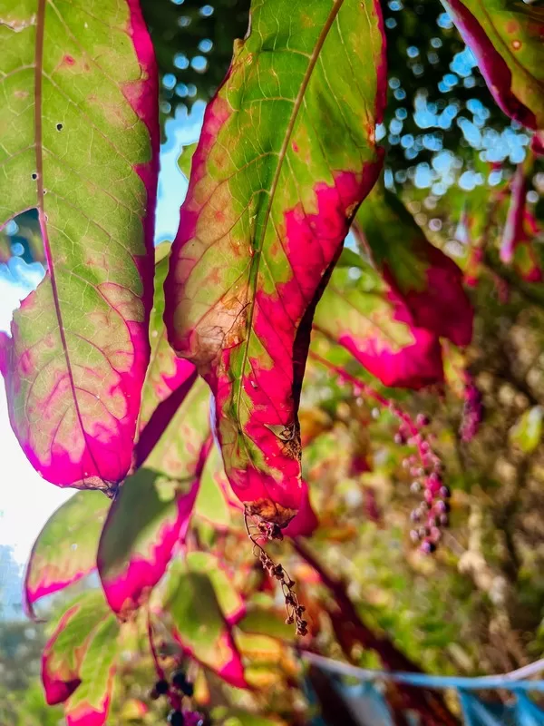 autumn in Korea, nature