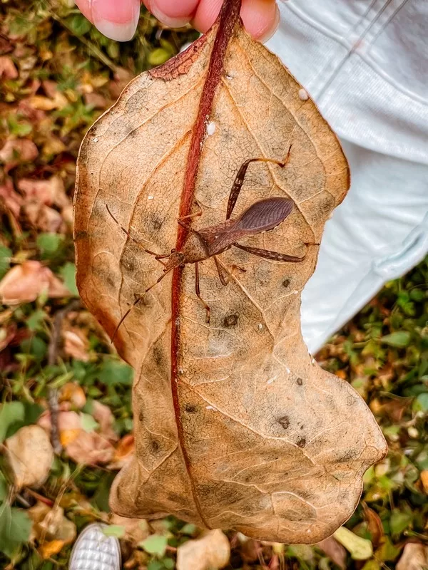 autumn in Korea, nature