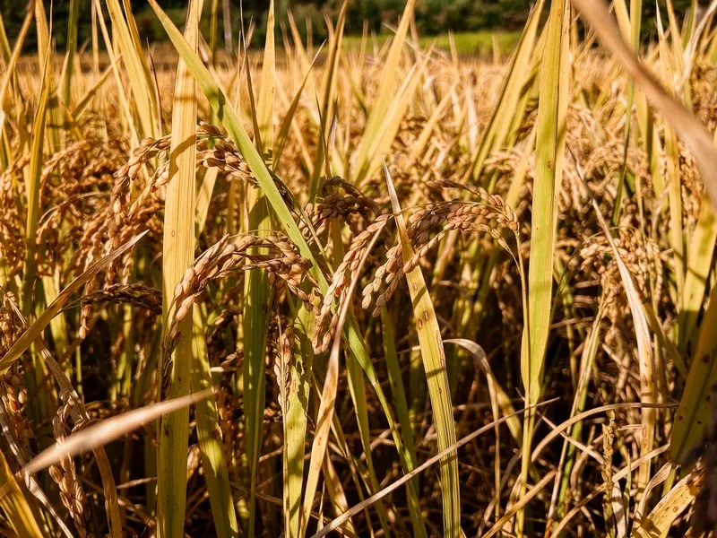 rice paddies, autumn rice fields, yellow rice fields