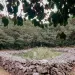 family burial mound, Korean grave; Pyoseon-myeon, Jeju Island, Korea
